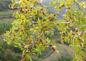 野枣